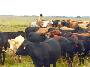 Ranching stewardship