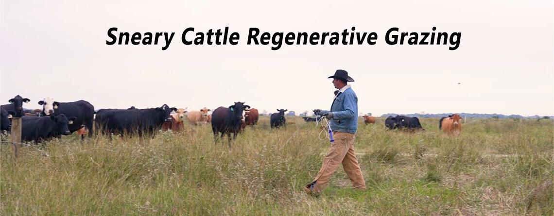 Sneary Cattle Regenerative Grazing Practices Featured in Houston Chronicle